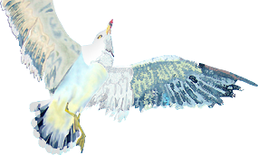 seagull