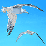 Seagulls